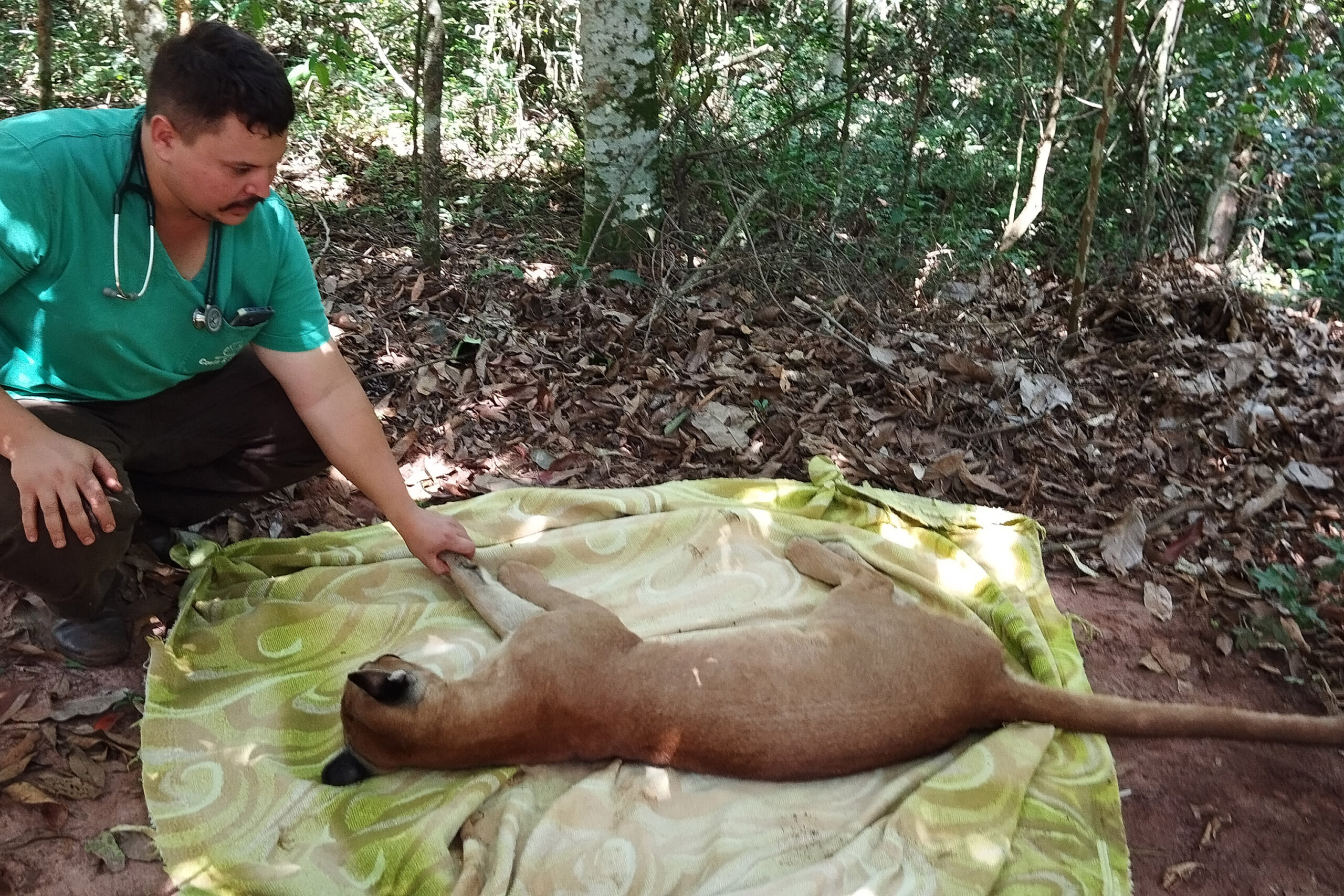 Indianópolis: onça é capturada no quintal de casa