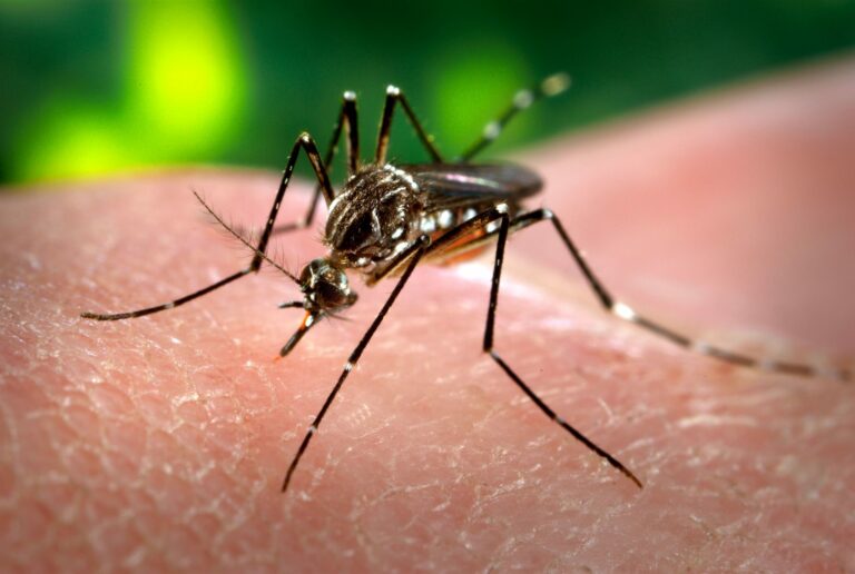 Mais de 550 mil casos. Conheça os números da dengue no Brasil.