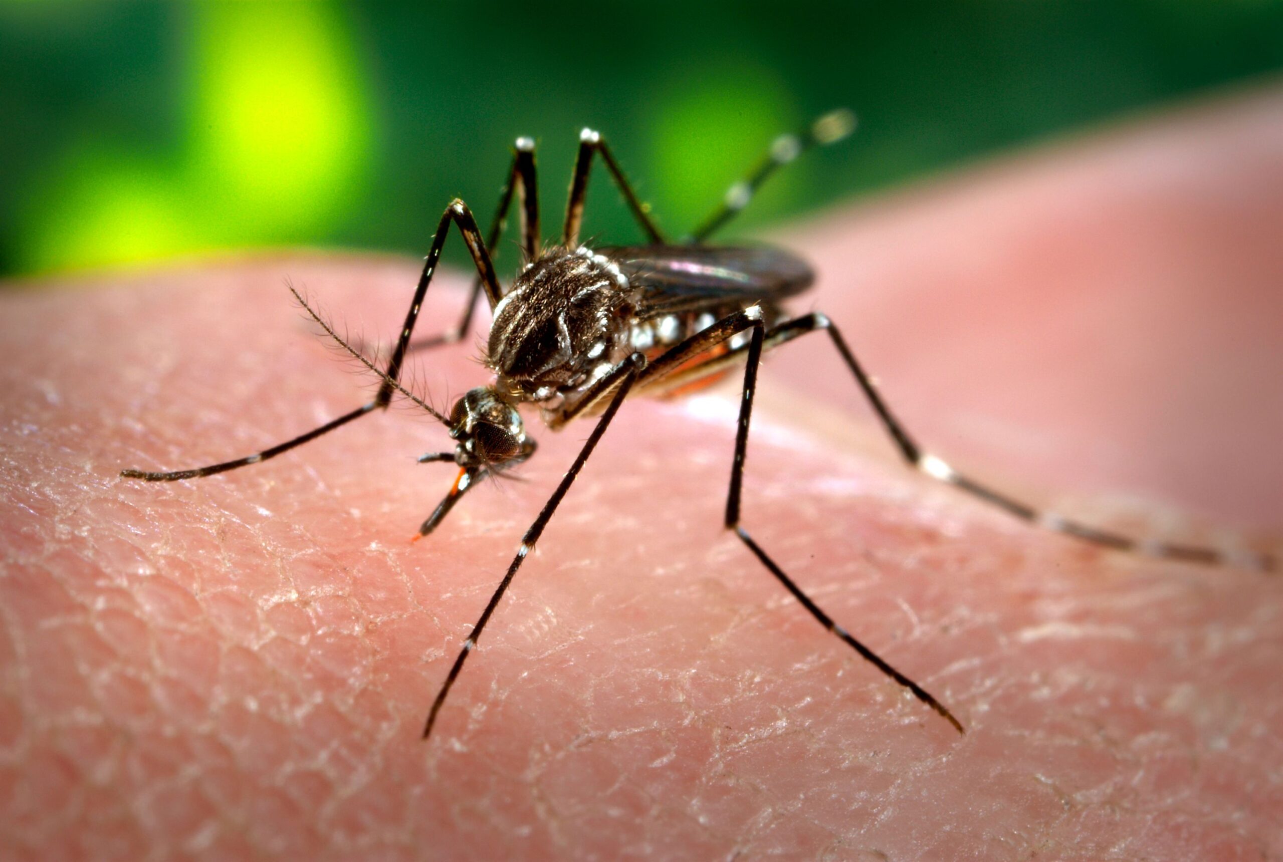 Em 45 dias, casos de dengue em Curitiba já são mais da metade do total registrado em 2023
