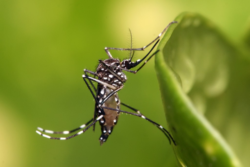 Dengue no Paraná: 23,3 mil casos confirmados