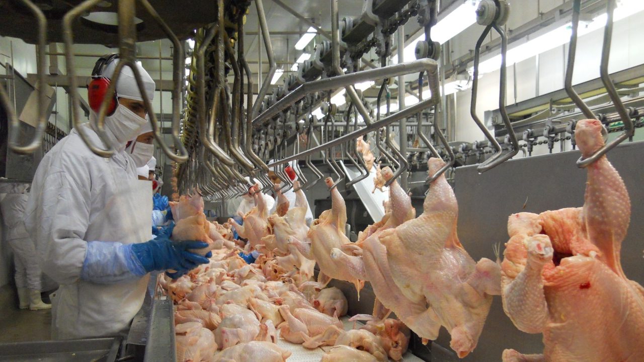 Doença de Newcastle (DNC) a doença que obrigou o Brasil a suspender a exportação de aves