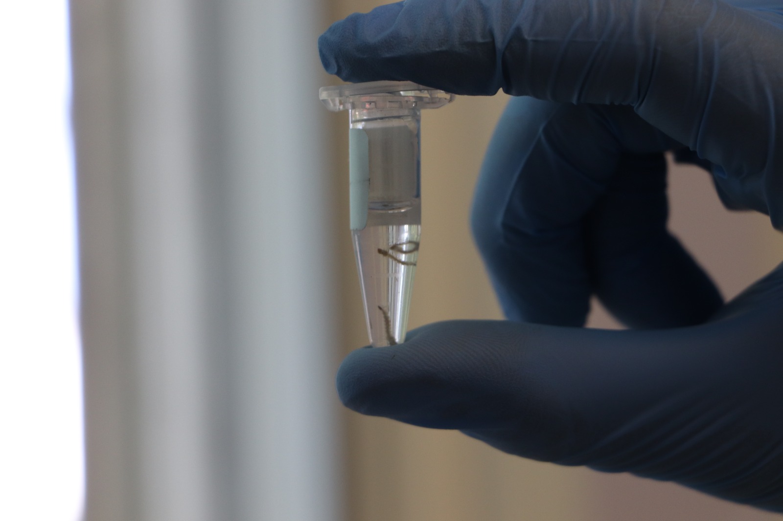 Paraná investe em biotecnologia para combater a dengue no estado