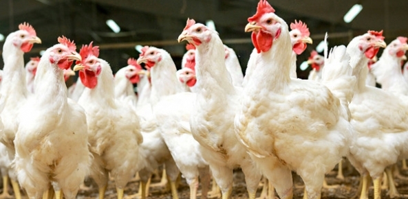 Como a gripe aviária em Montenegro afeta o preço da carne de frango no Brasil e no Mundo