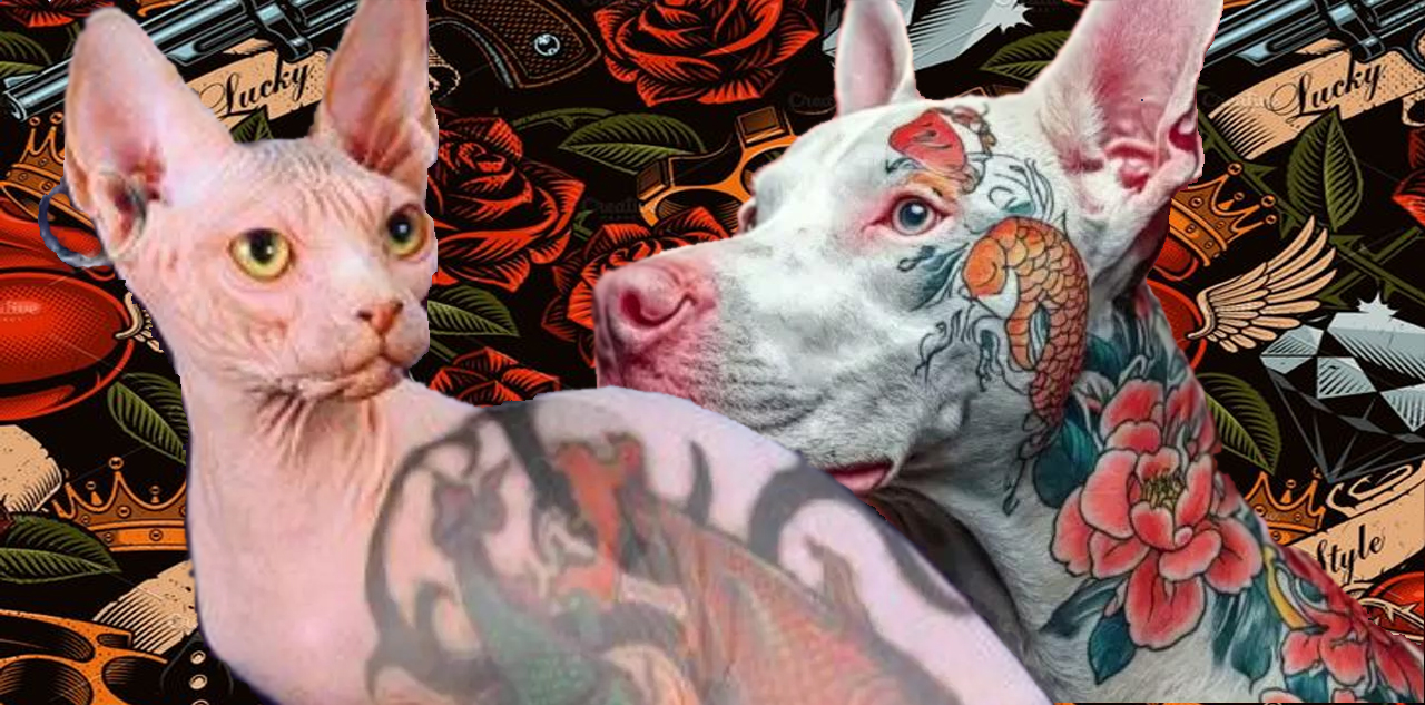 Lei proíbe tatuagens e piercings em cães e gatos