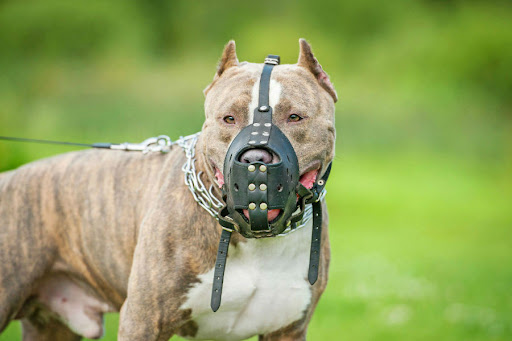 Curitiba pode ganhar nova lei sobre focinheira e condução de cães