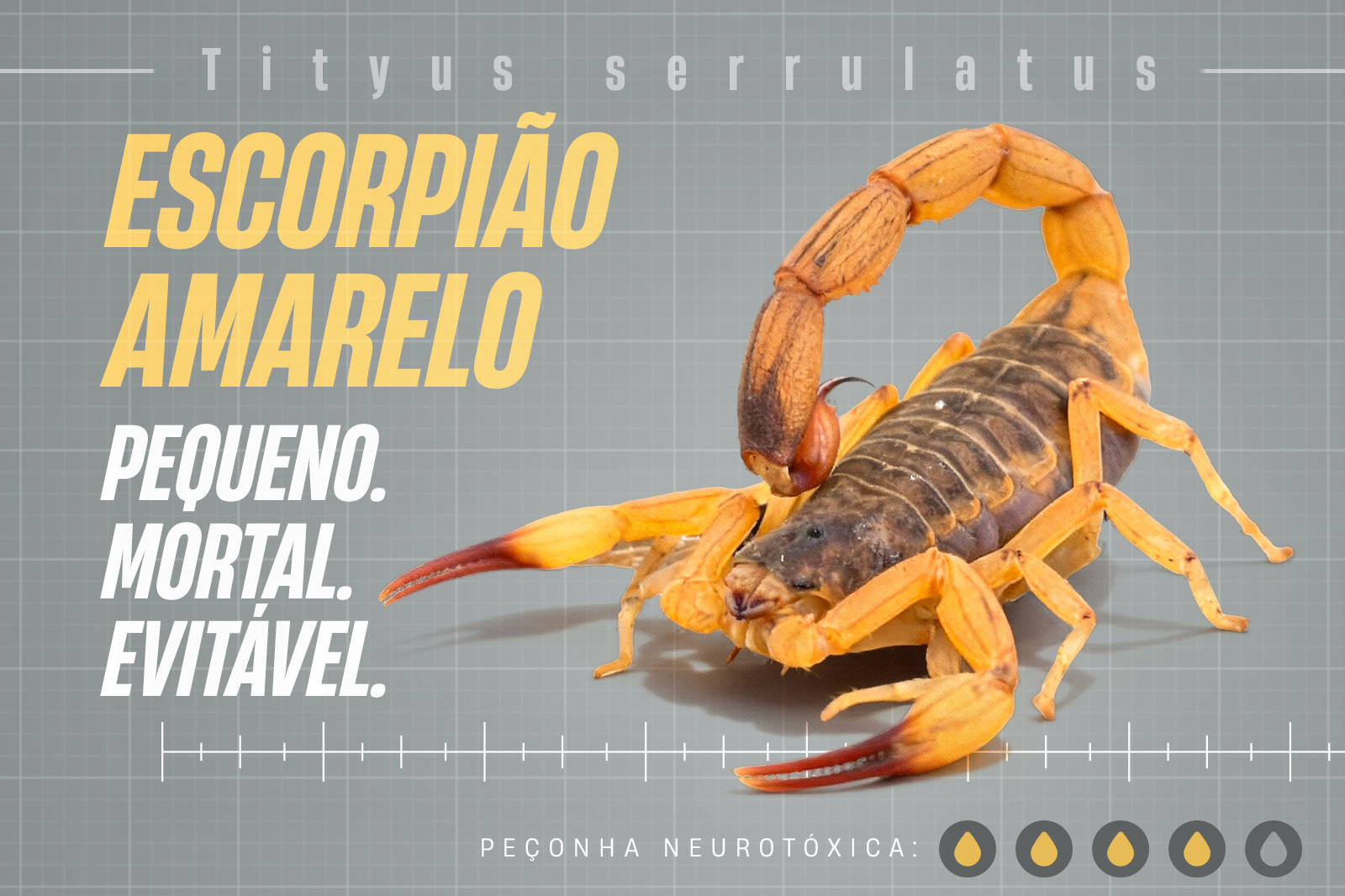 Atenção: Ele pode matar, e o Paraná está infestado