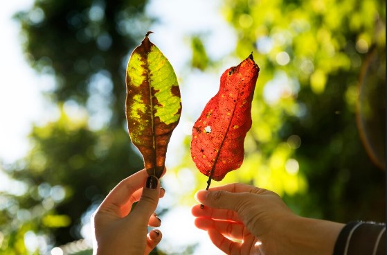 Mês de transição, março terá temperaturas mais amenas e menos chuva, prevê Simepar
