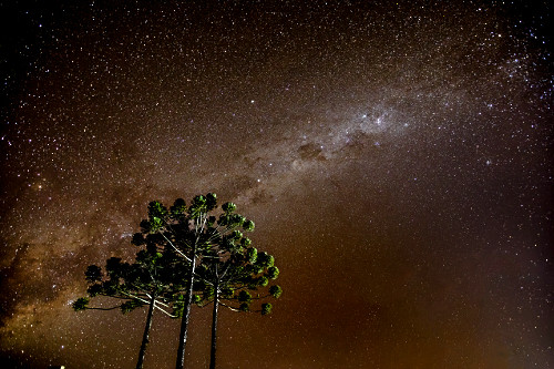 Araucárias e estrelas da Via Láctea Local: Ribeirão Branco - SP Data: 04/2020 Codigo: 04ADR679 Autor: Adriano Kirihara